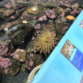 Sitka Sound Science Center - There's a Mottled Sea Star in there somewhere. Do you see its ray? - Aquariums Near Me - Sitka, Alaska Sitka Sound Science Center - There's a Mottled Sea Star in there somewhere. Do you see its ray? - Aquariums Near Me - Sitka, Alaska