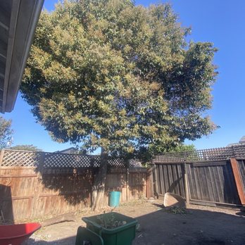 Lodi Tree Service LLC - Tree before removal - Tree Services Near Me Lodi Tree Service LLC - Tree before removal - Tree Services Near Me