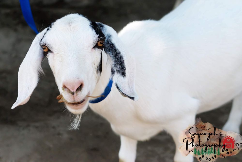 BFF MOBILE PETTING ZOO Updated September 2024 Request Information 15 Photos Bakersfield