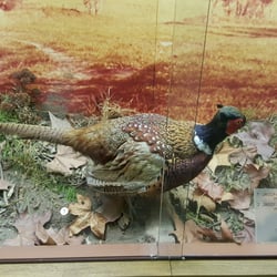 Naturkundliches Museum