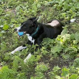 Finnegan, Border Collie, at High Bridge dog park in Saint Paul.