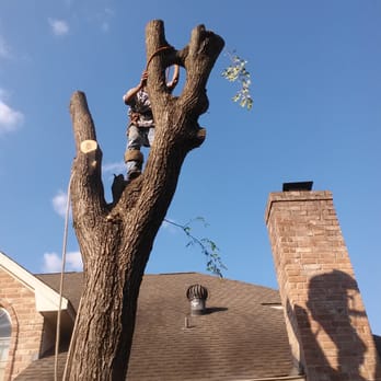 Your Sawlution Tree Service - Tree Services Near Me - Spring, Texas Your Sawlution Tree Service - Tree Services Near Me - Spring, Texas