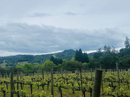 CAST Wines by null