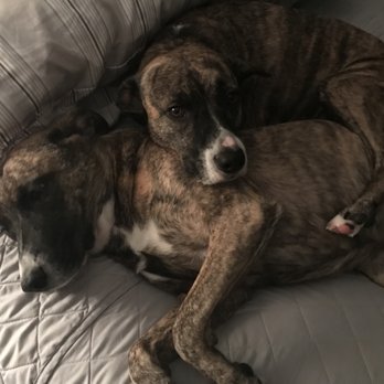 Affordable Vet Care - Rae Rae hugging her sister, Kona. - Veterinarians Near Me - Winter Garden, Florida