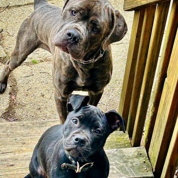Ace Pet Shop - Pet Stores Near Me - Newark, New Jersey