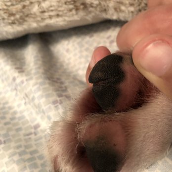 freeDOGm - paw pad is completely cut open - Pet Training Near Me - Miami, Florida