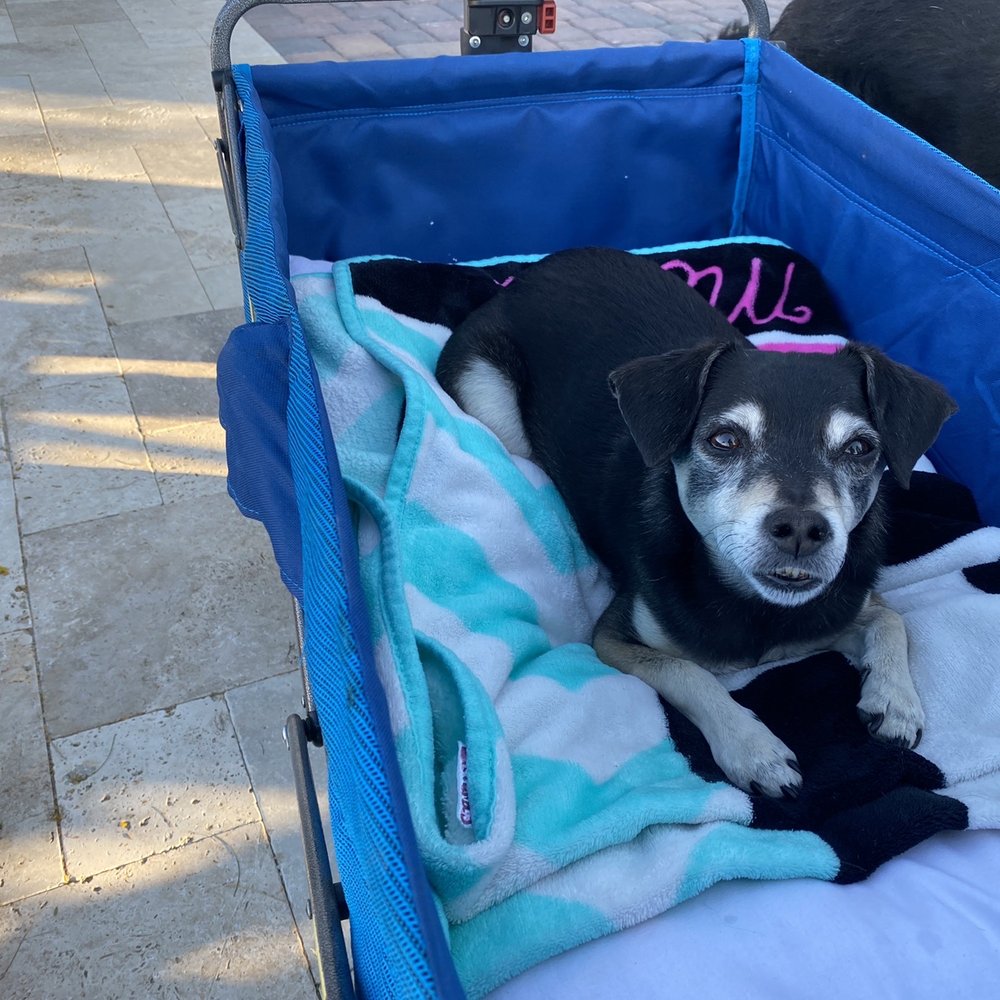 How Much To Put A Dog Down In Az