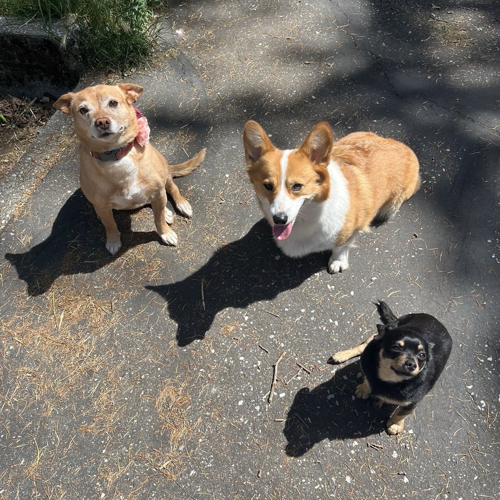 メリー 00-04 Rodeo Passport Ignition Misfire Module Sensor Delphi