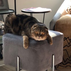 Fabulous Feline Grooming - Bowzer