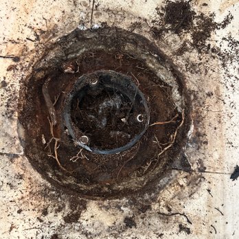 Protagonist Plumbing - Improper seated toilet creating drainage issues due to leakage. Removal of toilet revealed tree roots in and around the cast iron. - Plumbing Near Me - Indio, California Protagonist Plumbing - Improper seated toilet creating drainage issues due to leakage. Removal of toilet revealed tree roots in and around the cast iron. - Plumbing Near Me - Indio, California