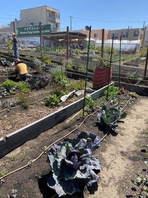 Florence Fang Community Farm by null