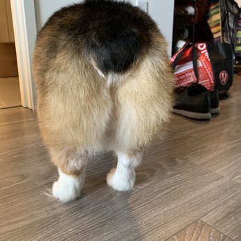 Citydog! Club - Freshly groomed corgi butt :) - Pet Groomers Near Me - Seattle, Washington