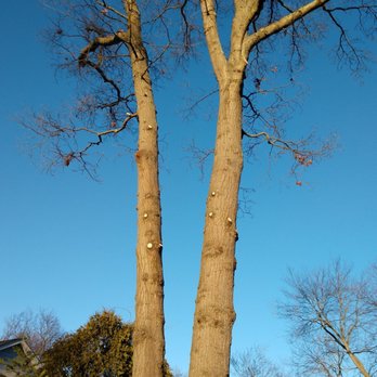 Bartlett Tree Experts - View of tree after pruning, see clean cuts. - Tree Services Near Me - Farmingdale, New York