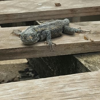 Bach's Cactus Nursery - A little friend in a greenhouse - Nurseries & Gardening Near Me - Tucson, Arizona