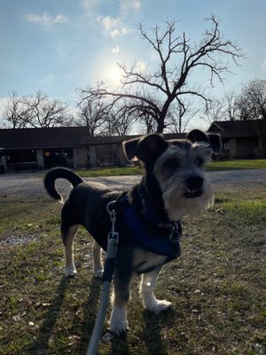 Dog House Drinkery & Dog Park by null