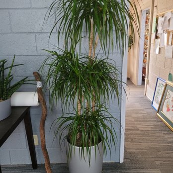 Trans-Plants - Holiday Decorating Services Near Me - Indianapolis, Indiana