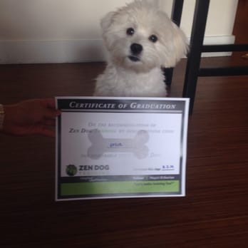 Zen Dog Training - Pet Training Near Me - Somerville, Massachusetts
