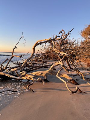 Driftwood Beach by null