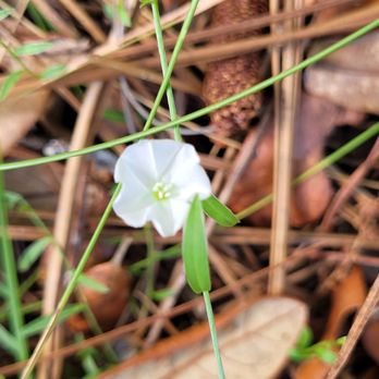 Kelly Park - Wildflower - Hiking Near Me - Apopka, Florida Kelly Park - Wildflower - Hiking Near Me - Apopka, Florida
