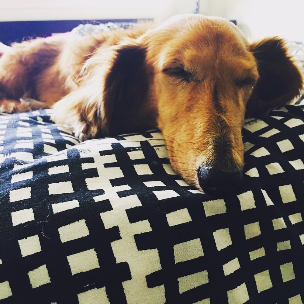 A Better Chance Rescue - Pet Adoption Near Me
