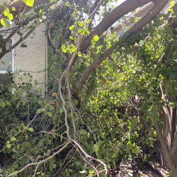 Lopez Tree Service - Before - Tree Services Near Me
