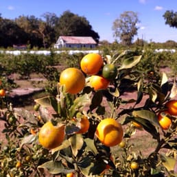 Kumquats