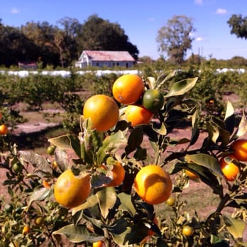 Joshua Citrus - Kumquats - Fruits & Veggies Near Me - Arcadia, Florida