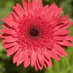 Gerber Daisys