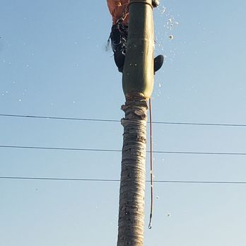 Dr Rogers Tree Service - King Palm tree removal - Tree Services Near Me