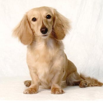 Hollywood Dogs Professional Cuts - Pet Groomers Near Me - Chicago, Illinois Hollywood Dogs Professional Cuts - Pet Groomers Near Me - Chicago, Illinois