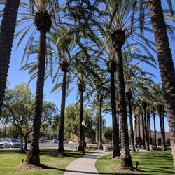 Rancho Santa Margarita Central Park - Palm trees on a sunny day