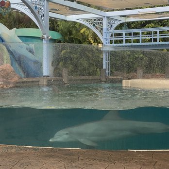 Dolphin Nursery - Aquariums Near Me - Orlando, Florida
