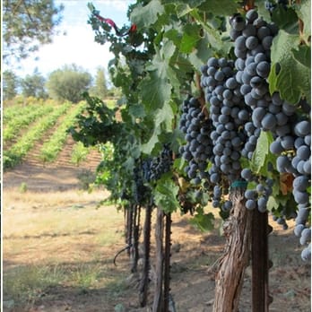 Uphill Vineyards - Uphill Vineyards Cabernet Sauvignon - Wine Tasting Room Near Me - Sutter Creek, California Uphill Vineyards - Uphill Vineyards Cabernet Sauvignon - Wine Tasting Room Near Me - Sutter Creek, California