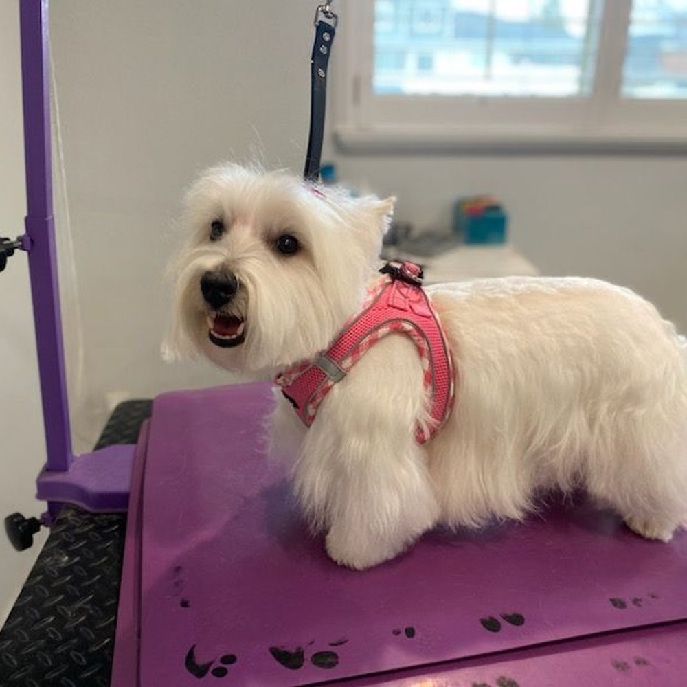 K9 Design Pet Grooming - Sadie Jean - Pet Groomers Near Me - Riverton, Utah K9 Design Pet Grooming - Sadie Jean - Pet Groomers Near Me - Riverton, Utah