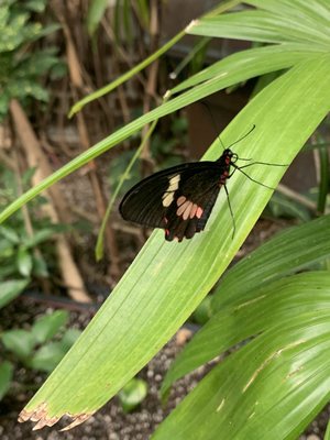 Detroit Zoo by null
