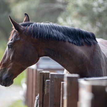Wunderlich Park - 🐴Wunderlich Park🌲 - Parks Near Me - Woodside, California Wunderlich Park - 🐴Wunderlich Park🌲 - Parks Near Me - Woodside, California