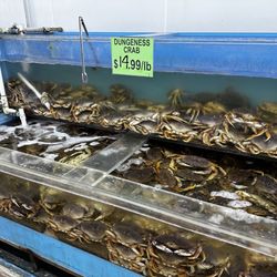 Live Dungeness crab!