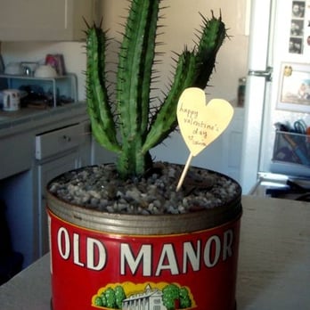 Potted - what i bought! - Home Decor Near Me - Los Angeles, California