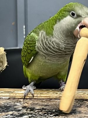 Antiques & Collectibles Too by null