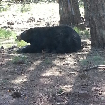 Bearizona - Zoos Near Me - Williams, Arizona Bearizona - Zoos Near Me - Williams, Arizona