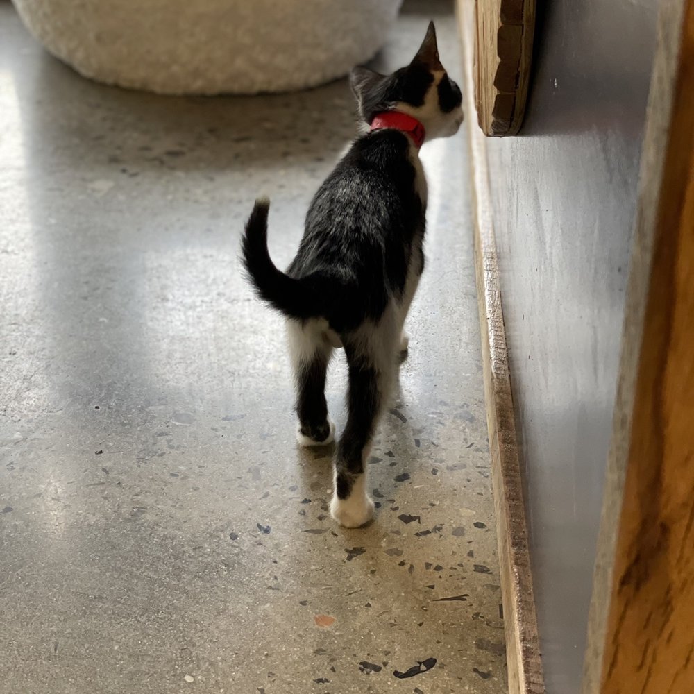 Orlando Cat Cafe - Animal Shelters Near Me - Clermont, Florida
