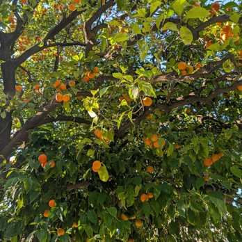 Capitol Park - Orange tree, comes with squirrels - Parks Near Me - Sacramento, California Capitol Park - Orange tree, comes with squirrels - Parks Near Me - Sacramento, California