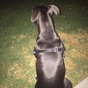 K911 Dog Training - High anxiety? Not anymore! - Pet Training Near Me K911 Dog Training - High anxiety? Not anymore! - Pet Training Near Me