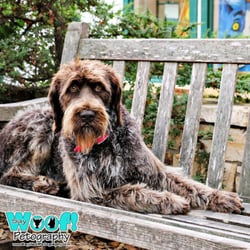 Say Woof! Petography - This is Lexy, a German Wirehaired Pointed posing in front of the Carmel Art Gallery that contains the famous Blue Dog paintings.