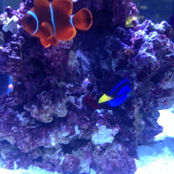 Aquarium Depot - Maroon Clown and Blue Tang - Aquarium Services Near Me - Miami, Florida Aquarium Depot - Maroon Clown and Blue Tang - Aquarium Services Near Me - Miami, Florida