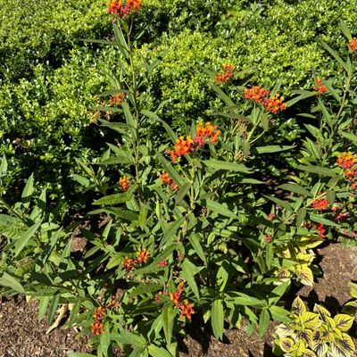 Conservatory Garden by null