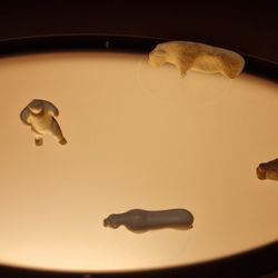 Urgeschichtliches Museum Blaubeuren - Fundstücke