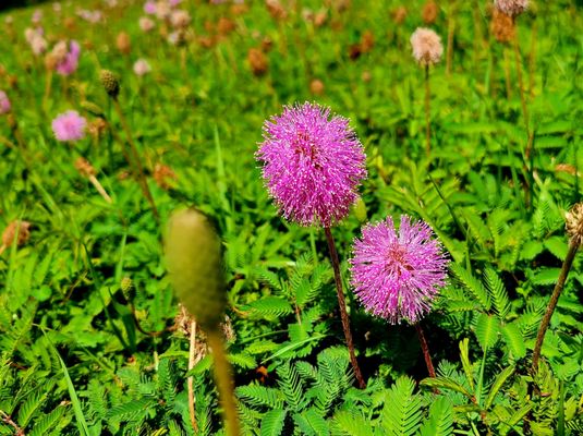 Boca Ciega Millennium Park by null