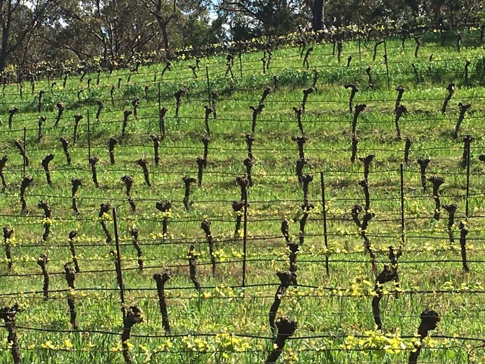 KELLYBROOK WINERY Updated September 2024 Fulford Rd, Wonga Park