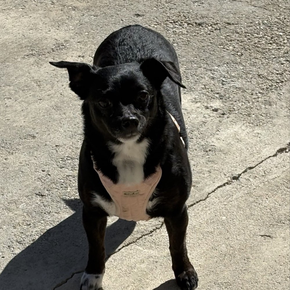All Fun & Play Pet Sitting and Boarding - Dog Walkers Near Me All Fun & Play Pet Sitting and Boarding - Dog Walkers Near Me
